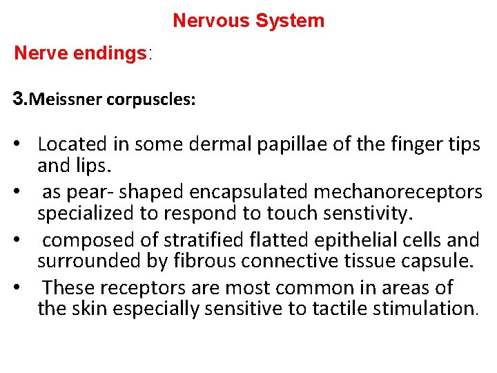 Nervous System Nerve endings: 3. Meissner corpuscles: • Located in some dermal papillae of