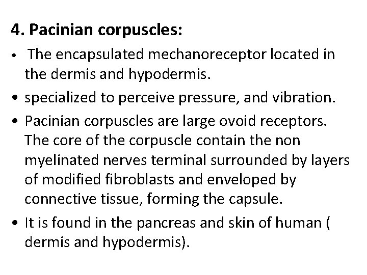 4. Pacinian corpuscles: The encapsulated mechanoreceptor located in the dermis and hypodermis. • specialized