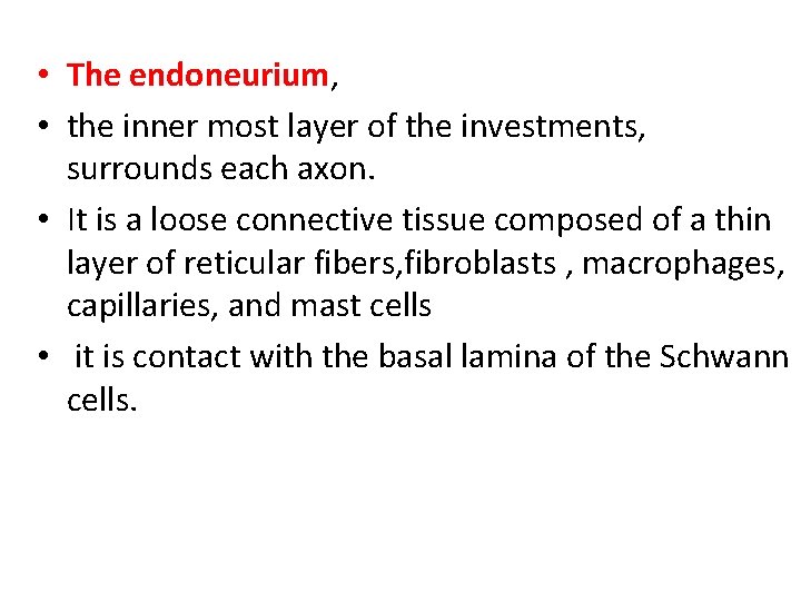  • The endoneurium, • the inner most layer of the investments, surrounds each