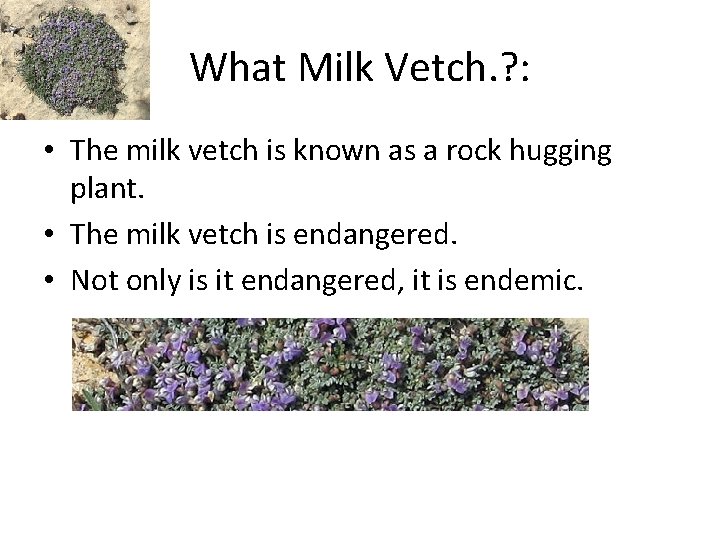 What Milk Vetch. ? : • The milk vetch is known as a rock