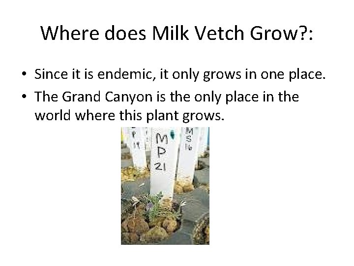 Where does Milk Vetch Grow? : • Since it is endemic, it only grows