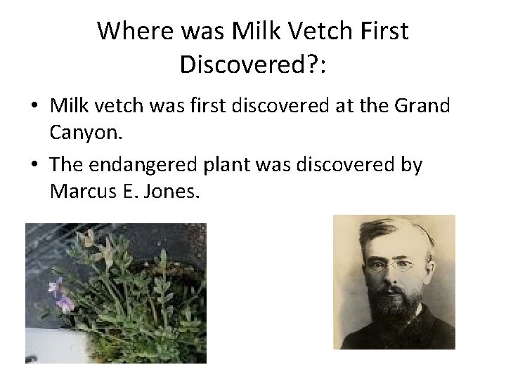 Where was Milk Vetch First Discovered? : • Milk vetch was first discovered at
