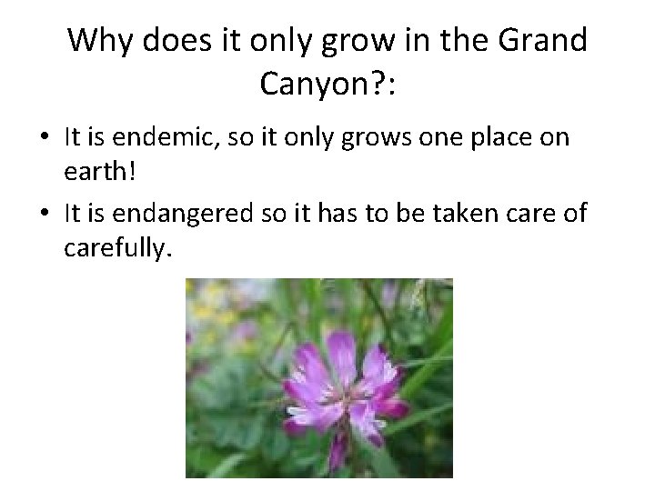 Why does it only grow in the Grand Canyon? : • It is endemic,