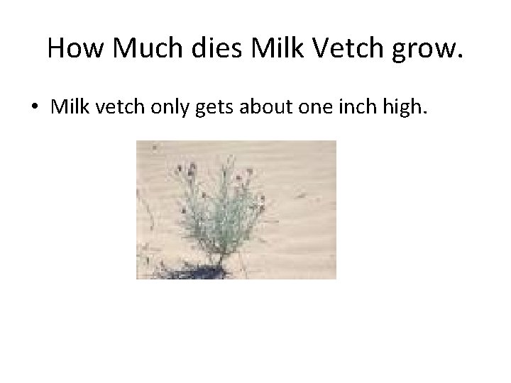 How Much dies Milk Vetch grow. • Milk vetch only gets about one inch