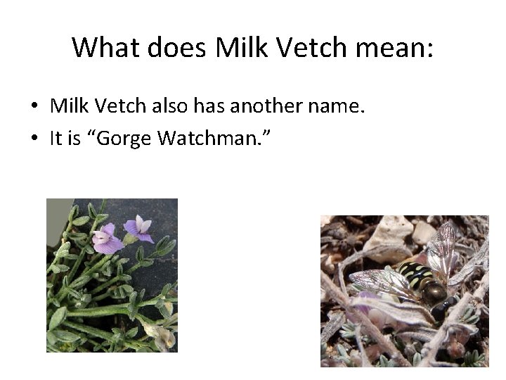 What does Milk Vetch mean: • Milk Vetch also has another name. • It