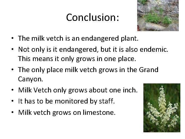 Conclusion: • The milk vetch is an endangered plant. • Not only is it