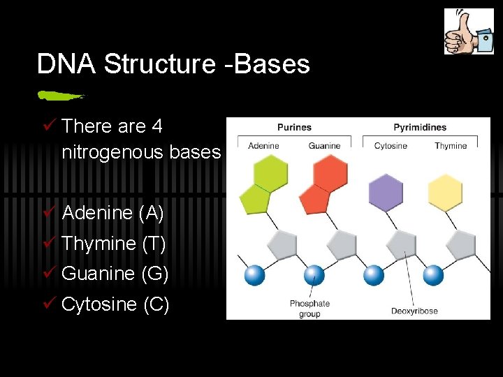 DNA Structure -Bases ü There are 4 nitrogenous bases ü Adenine (A) ü Thymine