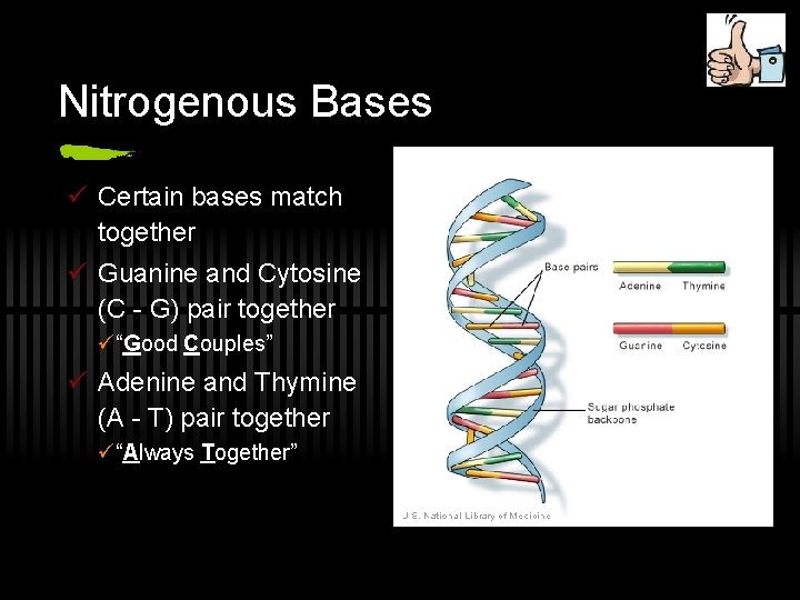 Nitrogenous Bases ü Certain bases match together ü Guanine and Cytosine (C - G)
