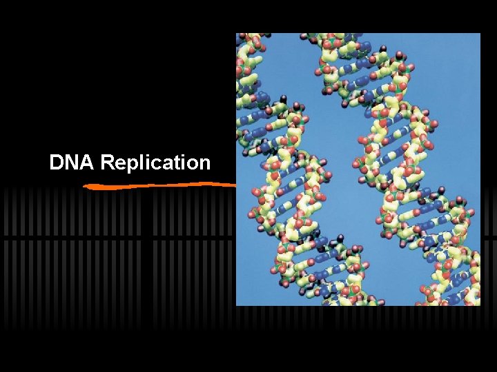 DNA Replication 