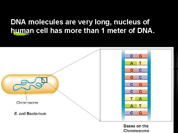 DNA molecules are very long, nucleus of human cell has more than 1 meter