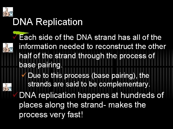 DNA Replication ü Each side of the DNA strand has all of the information