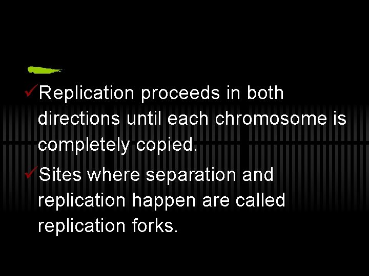 üReplication proceeds in both directions until each chromosome is completely copied. üSites where separation