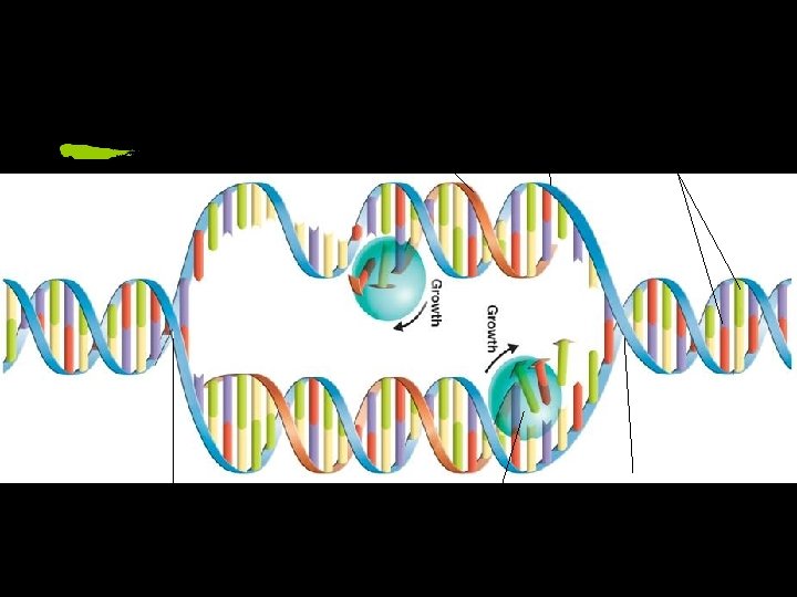 New Strand Original strand Nitrogen Bases Replication Fork DNA Polymerase 