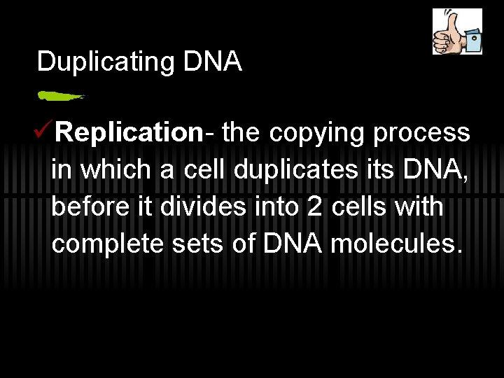 Duplicating DNA üReplication- the copying process in which a cell duplicates its DNA, before