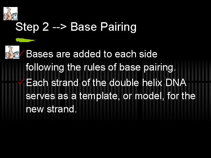 Step 2 --> Base Pairing üBases are added to each side following the rules