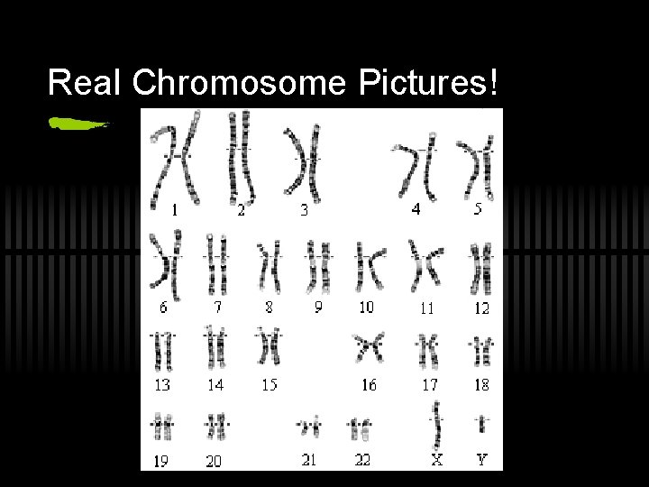 Real Chromosome Pictures! 