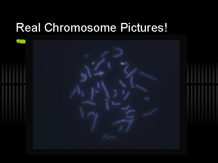 Real Chromosome Pictures! 
