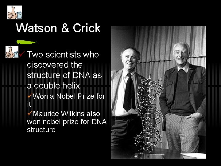 Watson & Crick ü Two scientists who discovered the structure of DNA as a