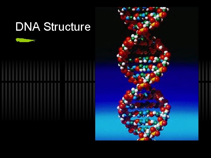 DNA Structure 