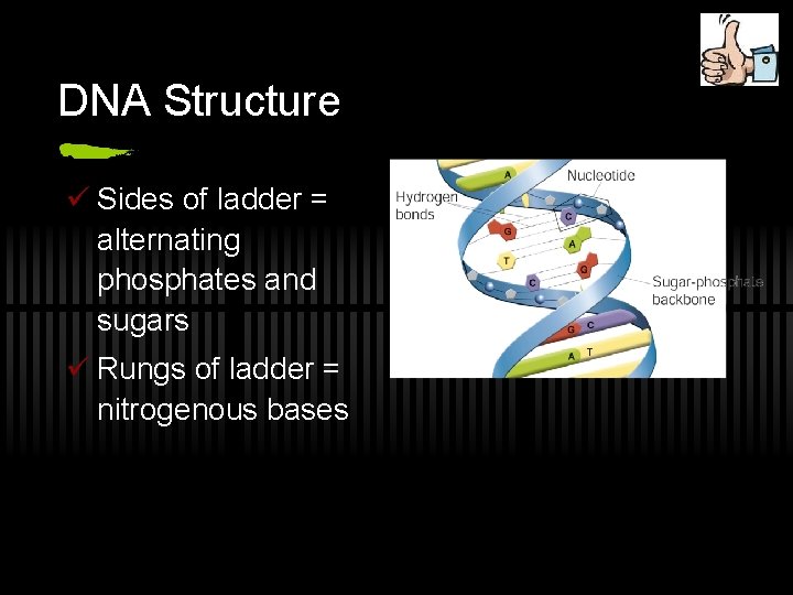 DNA Structure ü Sides of ladder = alternating phosphates and sugars ü Rungs of