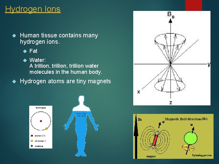 Hydrogen Ions 12 Human tissue contains many hydrogen ions. Fat Water: A trillion, trillion