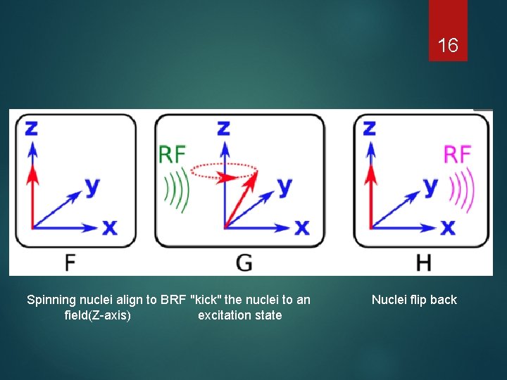 16 Spinning nuclei align to B RF "kick" the nuclei to an excitation state