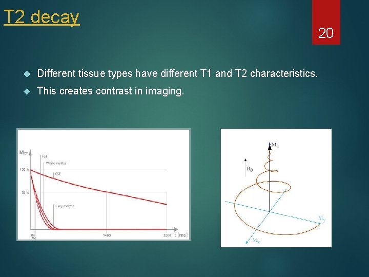 T 2 decay 20 Different tissue types have different T 1 and T 2