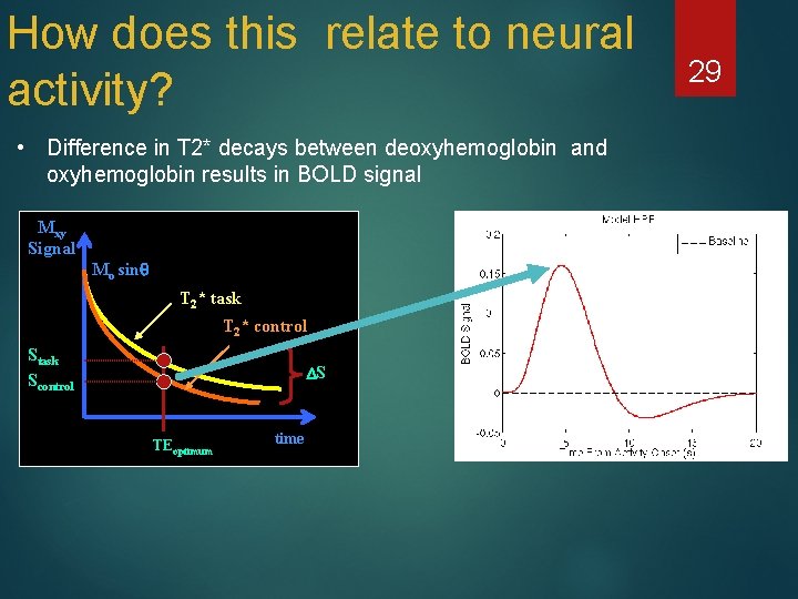 How does this relate to neural activity? • Difference in T 2* decays between