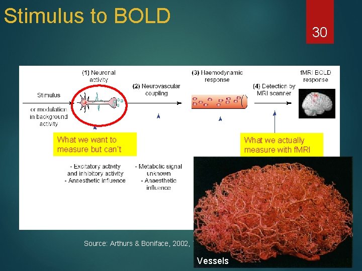 Stimulus to BOLD 30 What we want to measure but can’t What we actually