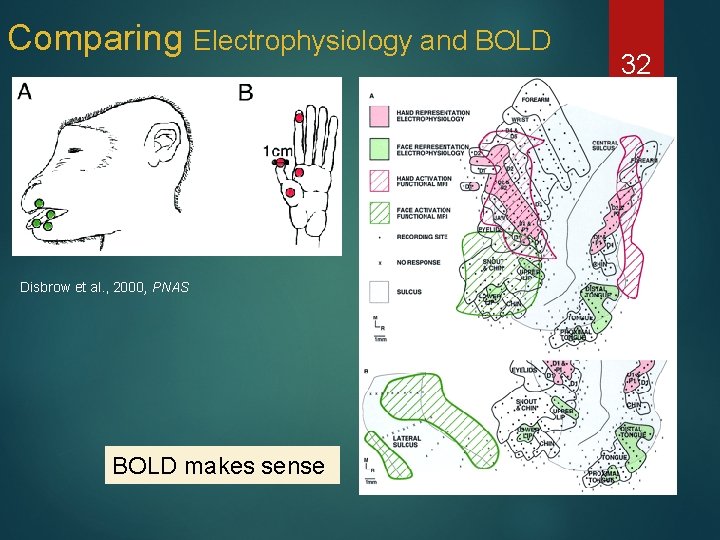Comparing Electrophysiology and BOLD Disbrow et al. , 2000, PNAS BOLD makes sense 32