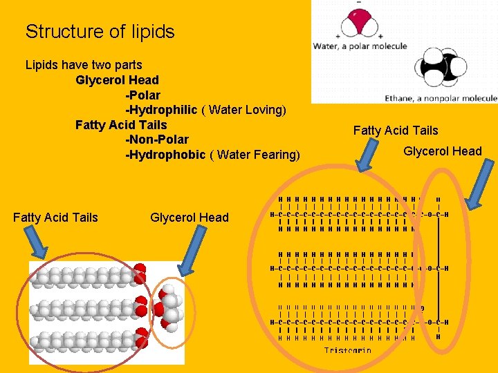 Structure of lipids Lipids have two parts Glycerol Head -Polar -Hydrophilic ( Water Loving)
