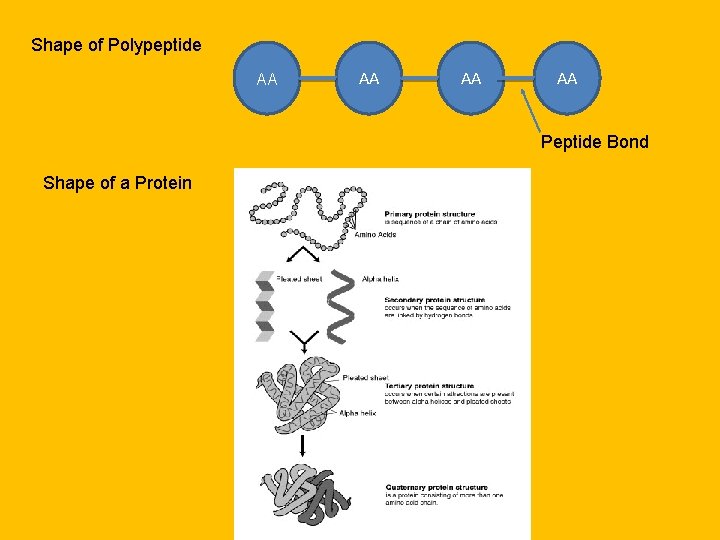 Shape of Polypeptide AA AA Peptide Bond Shape of a Protein 