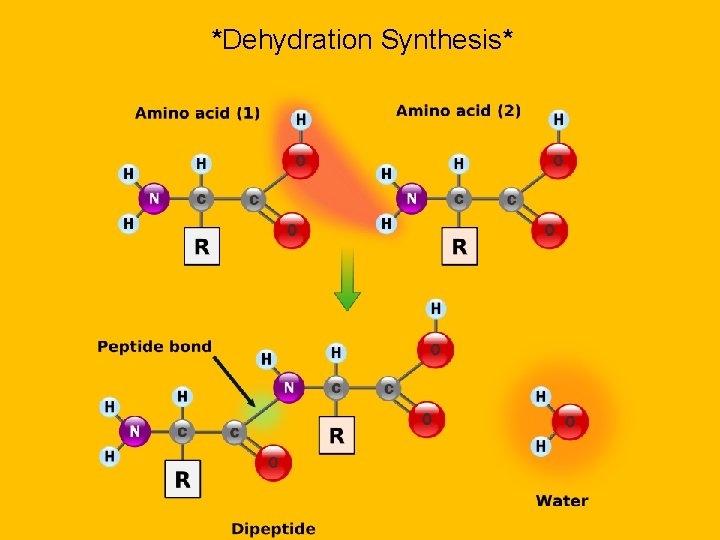 *Dehydration Synthesis* 