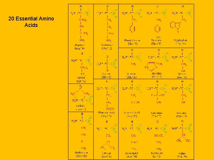 20 Essential Amino Acids 