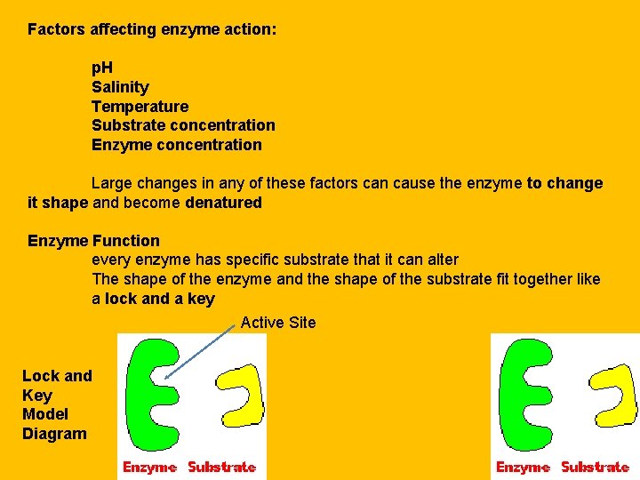 Factors affecting enzyme action: p. H Salinity Temperature Substrate concentration Enzyme concentration Large changes