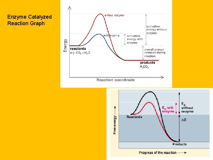 Enzyme Catalyzed Reaction Graph 