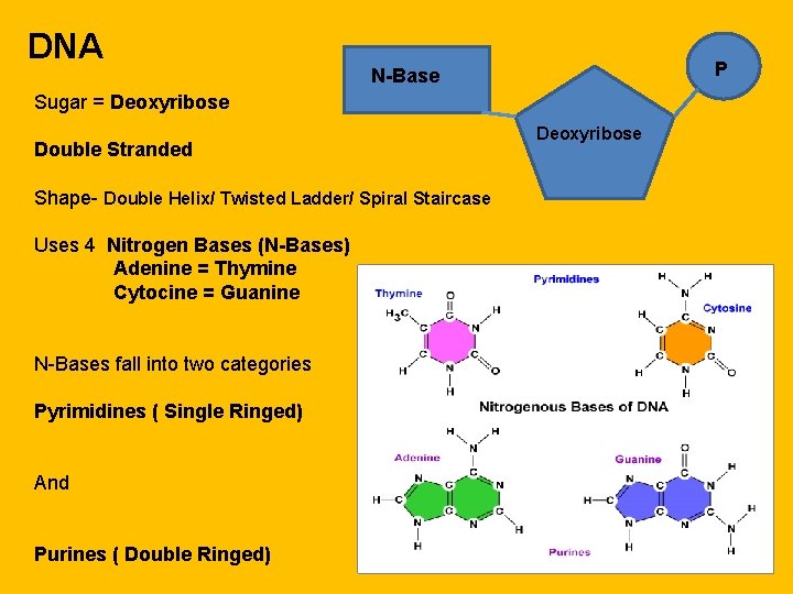 DNA P N-Base Sugar = Deoxyribose Double Stranded Shape- Double Helix/ Twisted Ladder/ Spiral