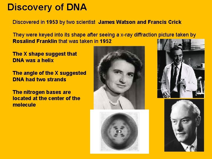 Discovery of DNA Discovered in 1953 by two scientist James Watson and Francis Crick