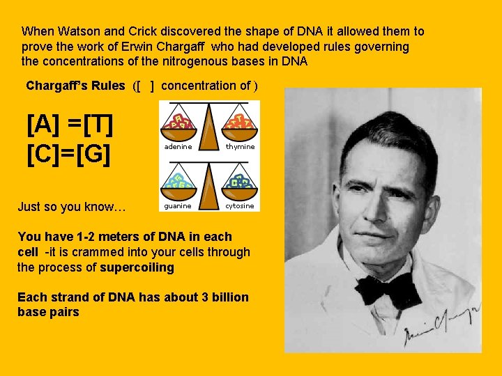 When Watson and Crick discovered the shape of DNA it allowed them to prove