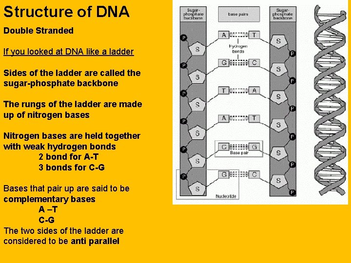 Structure of DNA Double Stranded If you looked at DNA like a ladder Sides