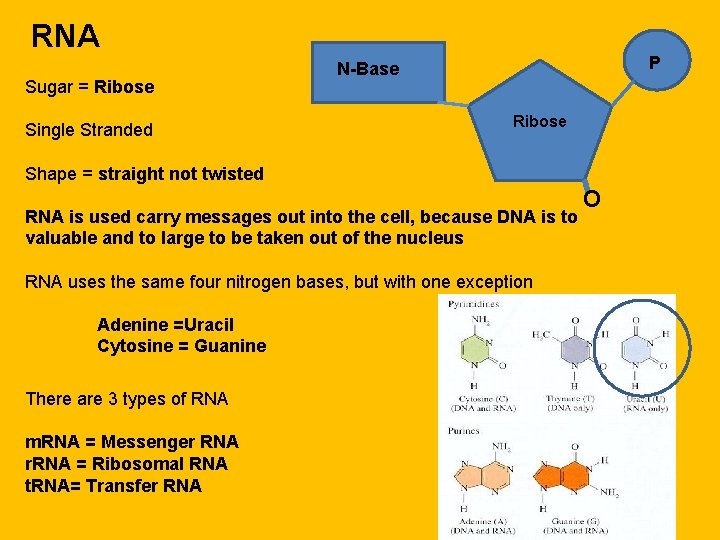 RNA Sugar = Ribose Single Stranded P N-Base Ribose Shape = straight not twisted