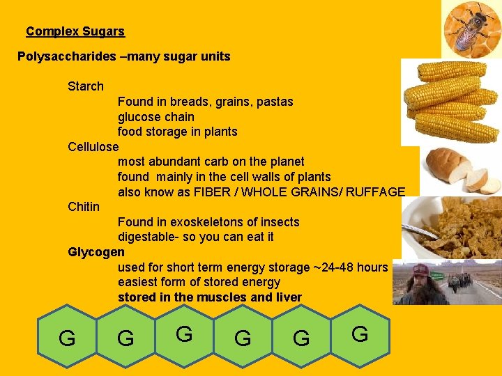 Complex Sugars Polysaccharides –many sugar units Starch Found in breads, grains, pastas glucose chain