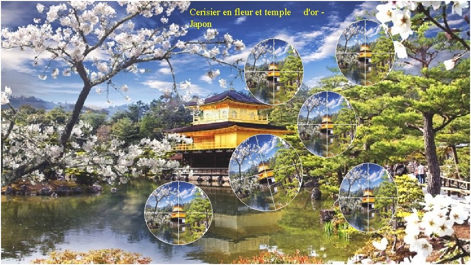 Cerisier en fleur et temple Japon d'or - 
