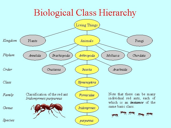 Biological Class Hierarchy Living Things Kingdom Plants Phylum Annelida Order Animals Brachiopoda Crustacea Class