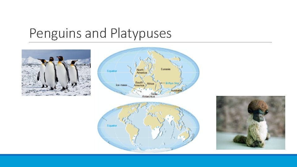 Penguins and Platypuses 