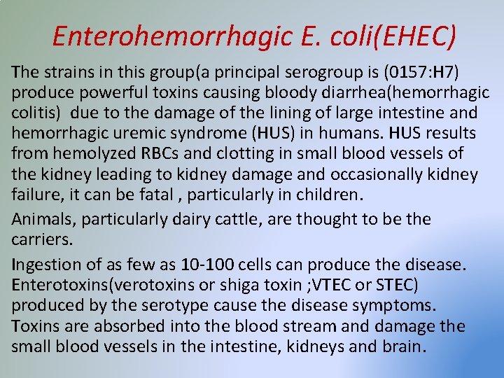 Enterohemorrhagic E. coli(EHEC) The strains in this group(a principal serogroup is (0157: H 7)