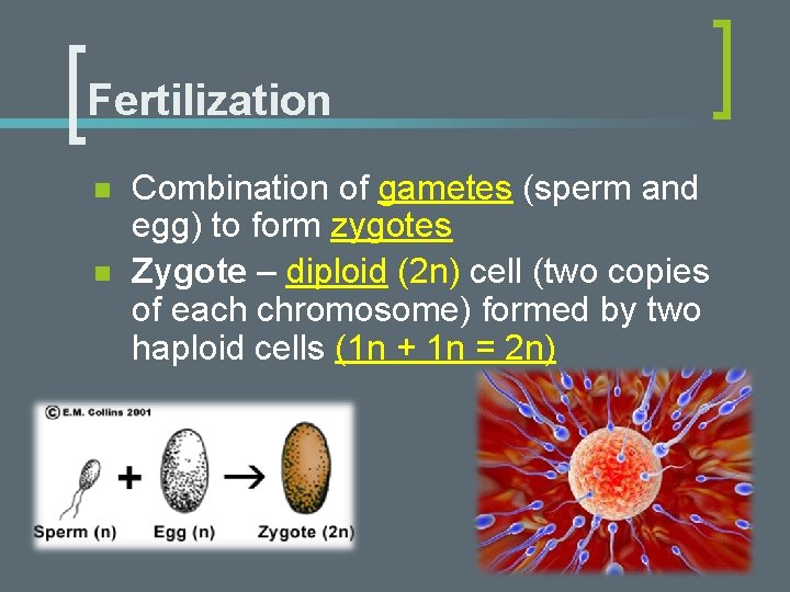 Fertilization n n Combination of gametes (sperm and egg) to form zygotes Zygote –