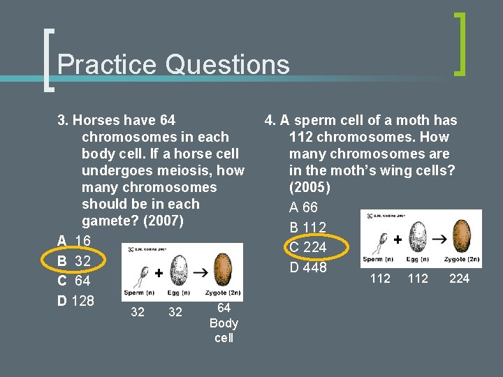Practice Questions 3. Horses have 64 chromosomes in each body cell. If a horse