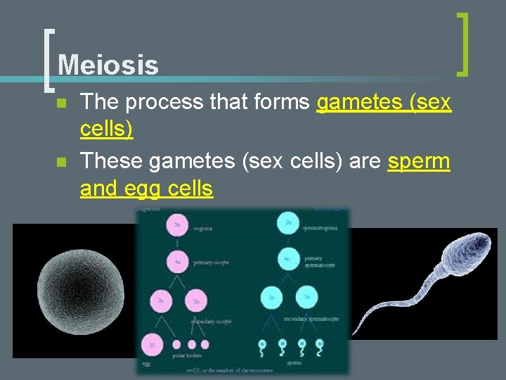 Meiosis n n The process that forms gametes (sex cells) These gametes (sex cells)
