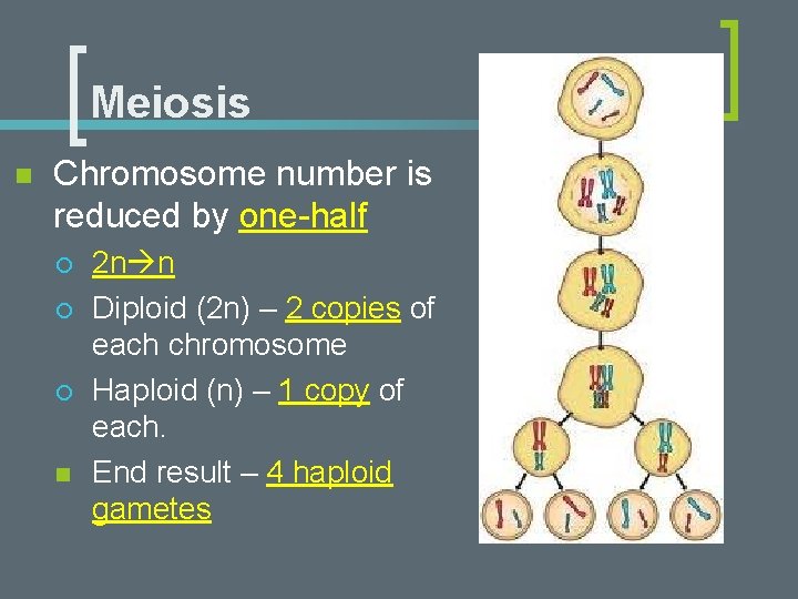 Meiosis n Chromosome number is reduced by one-half ¡ ¡ ¡ n 2 n